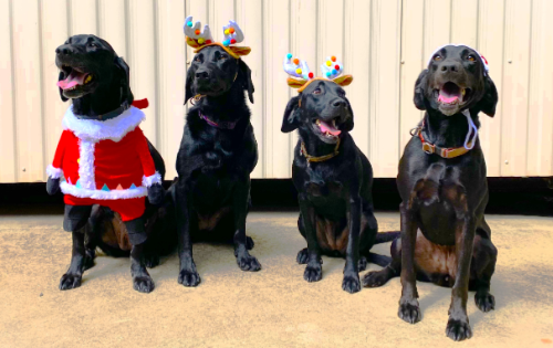 Season's greetings from the Wet Tropics Management Authority
